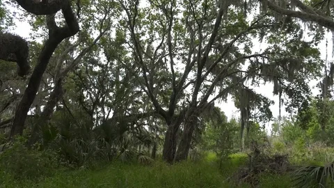 Florida Wilderness Stock Footage 94271975
