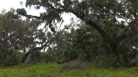 Florida Wilderness Stock Footage 94271980
