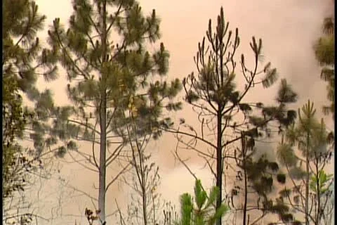Florida Wildfires - 1998 Stock Footage 21842036