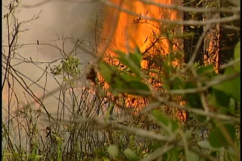 Florida Wildfires - 1998 Stock Footage 21842481