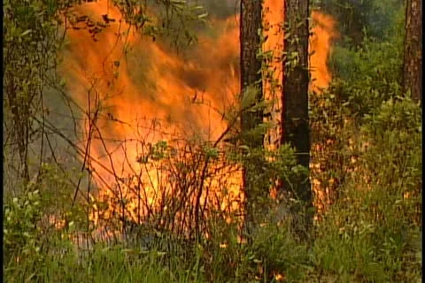 Florida Wildfires - 1998 Stock Footage 21842482