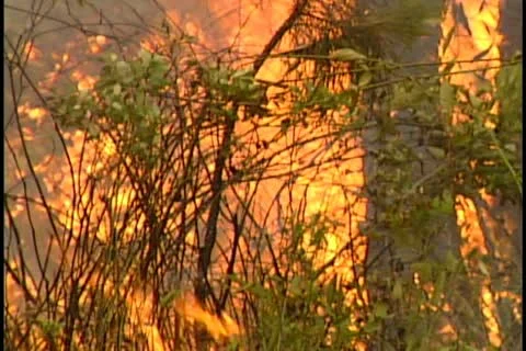 Florida Wildfires - 1998 Stock Footage 21842487