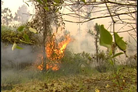 Florida Wildfires - 1998 Stock Footage 21842495