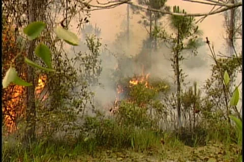 Florida Wildfires - 1998 Stock Footage 21842496