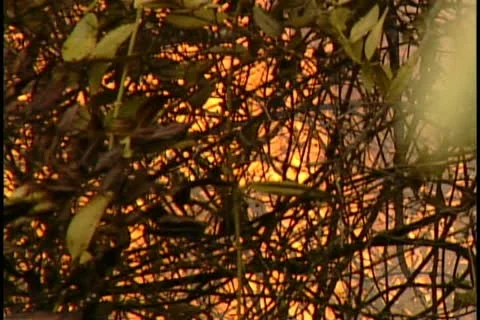 Florida Wildfires - 1998 Stock Footage 21842497