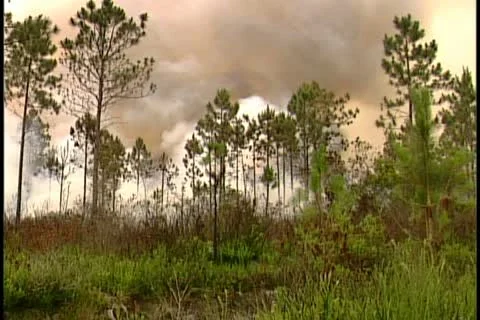 Florida Wildfires - 1998 Stock Footage 21842513