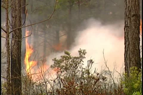 Florida Wildfires - 1998 Stock Footage 21842516