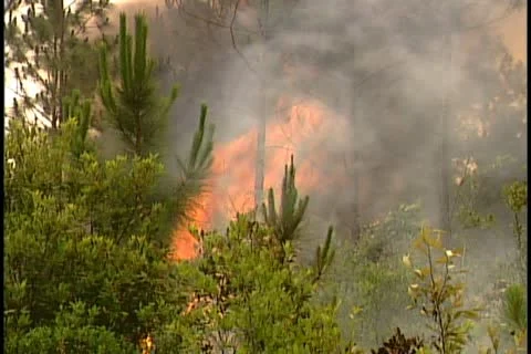 Florida Wildfires - 1998 Stock Footage 21842523
