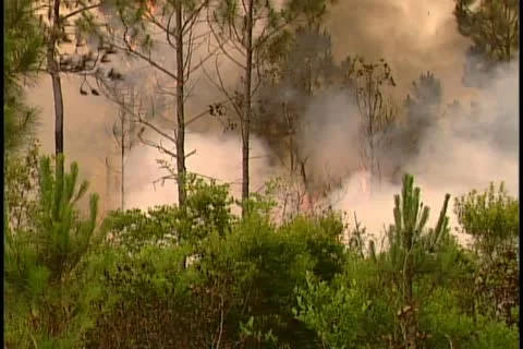 Florida Wildfires - 1998 Stock Footage 21842524