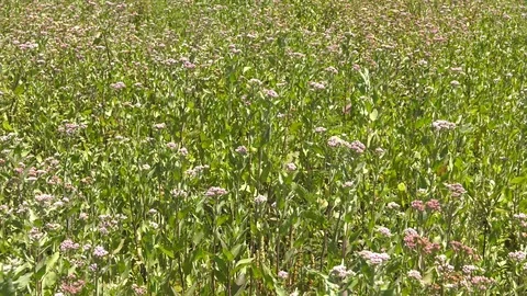 Florida wildflowers Stock Footage 94265920