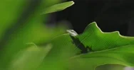 Florida Wildlife: Green Anole Lizard On Large Tropical Leaf Stock Footage