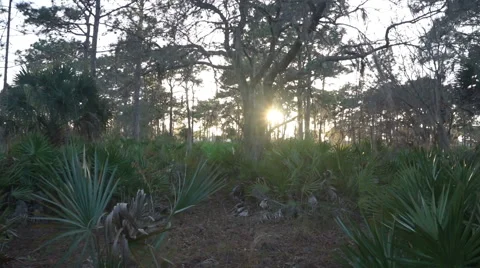 Florida Woods at Sunset Video stock 63993311