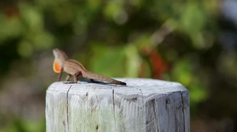 Florida_Lizard_1 Stock Footage 32547459