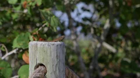 Florida_Lizard_2 Stock Footage 32547176
