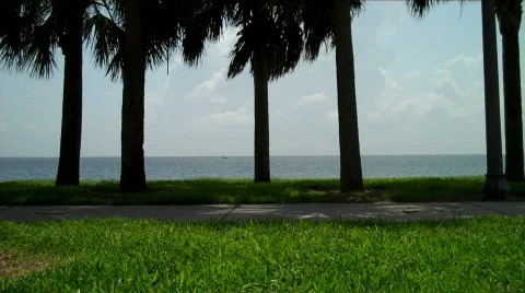 Floridascene Video stock 753373