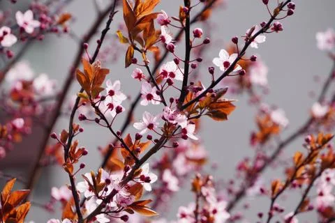 Floring tree with red or pink flowers in spring. flowers close-up, screensave Stock Photos
