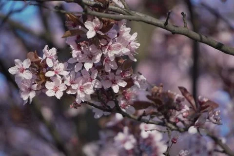 Floring tree with red or pink flowers in spring. flowers close-up, screensave Stock Photos