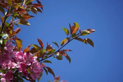 Floring tree with red or pink flowers in spring. flowers close-up, screensave Stock Photos