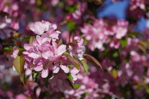 Floring tree with red or pink flowers in spring. flowers close-up, screensave Stock Photos