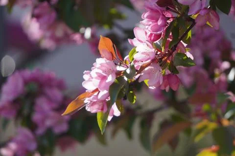 Floring tree with red or pink flowers in spring. flowers close-up, screensave Stock Photos