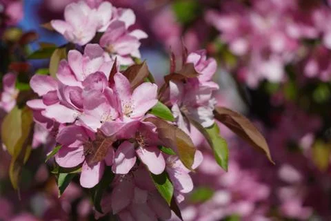 Floring tree with red or pink flowers in spring. flowers close-up, screensave Stock Photos