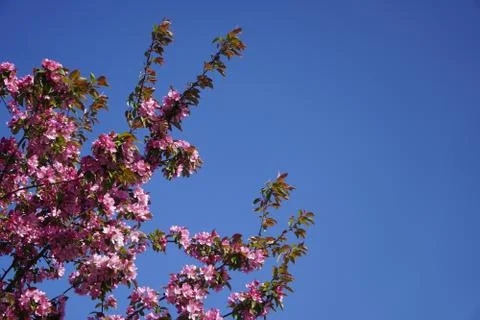 Floring tree with red or pink flowers in spring. flowers close-up, screensave Stock Photos