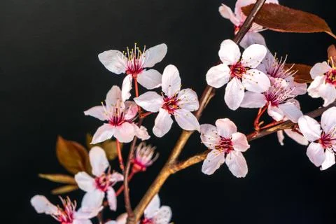 Floring tree with red or pink flowers in spring. flowers close-up, screensave Stock Photos
