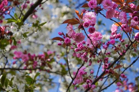 Floring tree with red or pink flowers in spring. flowers close-up, screensave Stock Photos