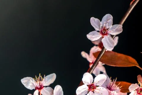 Floring tree with red or pink flowers in spring. flowers close-up, screensave Stock Photos