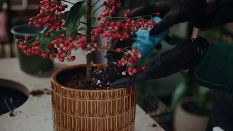 Florist Adding Fresh Soil to Newly Transplanted Berry Plant Stock Footage 330429100