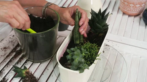 Florist adding soil with small shovel from glass container in florarium Stock Footage 218413631