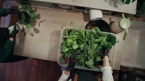 Florist arranging various plants in container for sale at flower shop Stock Footage 330428457