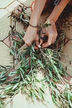 The florist collects eucalyptus branches in the composition Stock Photos