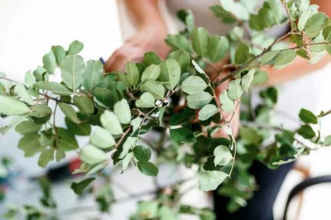 The florist collects eucalyptus branches in the composition Stock Photos