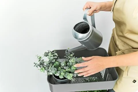 Florist concept, isolated, space for text, discount Stock Photos