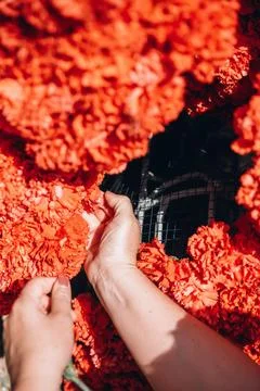 Florist creates a composition of red carnations Stock Photos