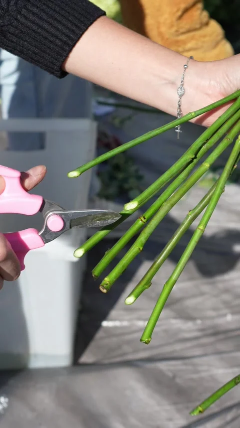 Florist cuts rose stems to create a wedding flower arrangement Stock Footage 318932848