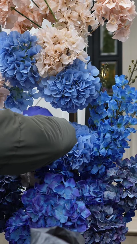 Florist decorator adds blue hydrangea to romantic wedding flower arch. Purple, w Stock Footage 319045730