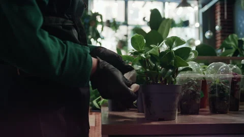Florist Duo Preparing Fresh Plants for Display Stock Footage 330428366