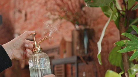 Florist prepping plants with rhythmic spray motion, glass mister triggered over Stock Footage 331451317