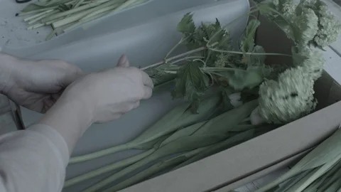 Florist puts inside cardboard box flowers (no colorgraiding) 库存影片 127979506