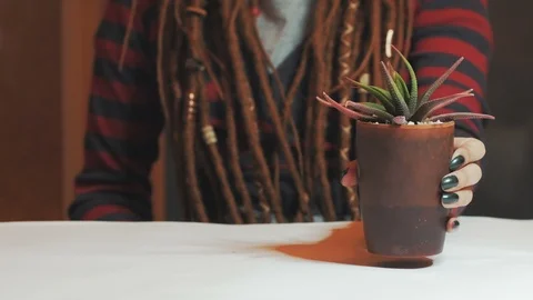 Florist replanting succulents Video stock 88122853
