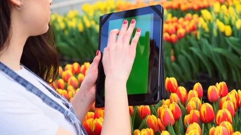 Florist uses a tablet, close-up. 스톡 동영상 127303012