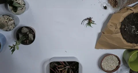 Florist work with plants indoors Stock Footage 88227518