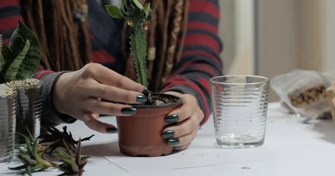 Florist work with plants indoors 動画素材 88227631