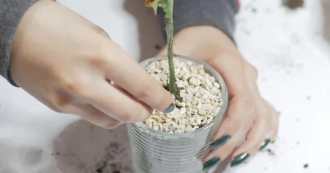 Florist work with plants indoors Stock Footage 88228046