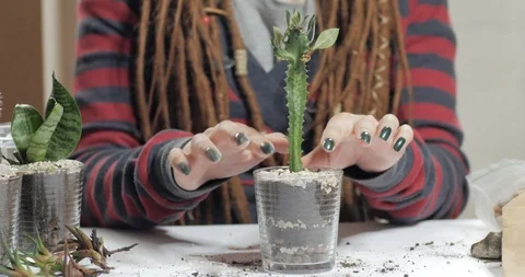 Florist work with plants indoors Stock Footage 88228246
