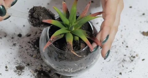 Florist work with plants indoors 動画素材 88228390