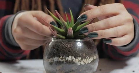 Florist work with plants indoors Vídeo Stock 88228479
