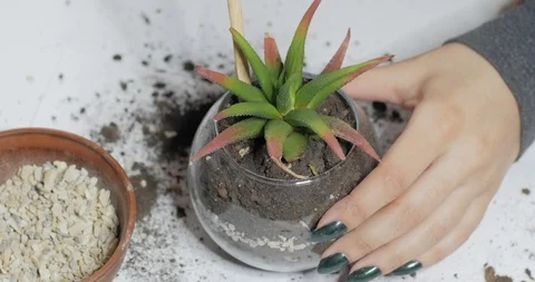 Florist work with plants indoors Vídeo Stock 88228749